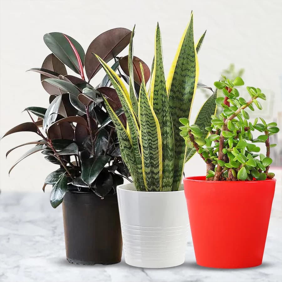 Botanical Three Air Purifying Planter for Mom