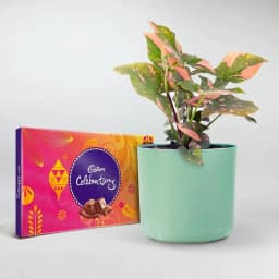 Choco-Charmer: Syngonium & Sweet Treats 1