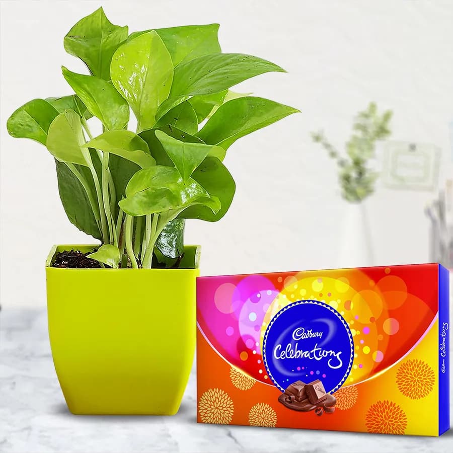 Splendid Indoor Decor Syngonium Plant with Chocolates