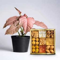 Joyful Green Syngonium Gift Set 1