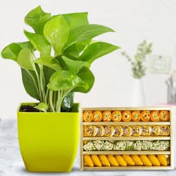 Decorative Gift of Indoor Syngonium Plant with Sweets 1