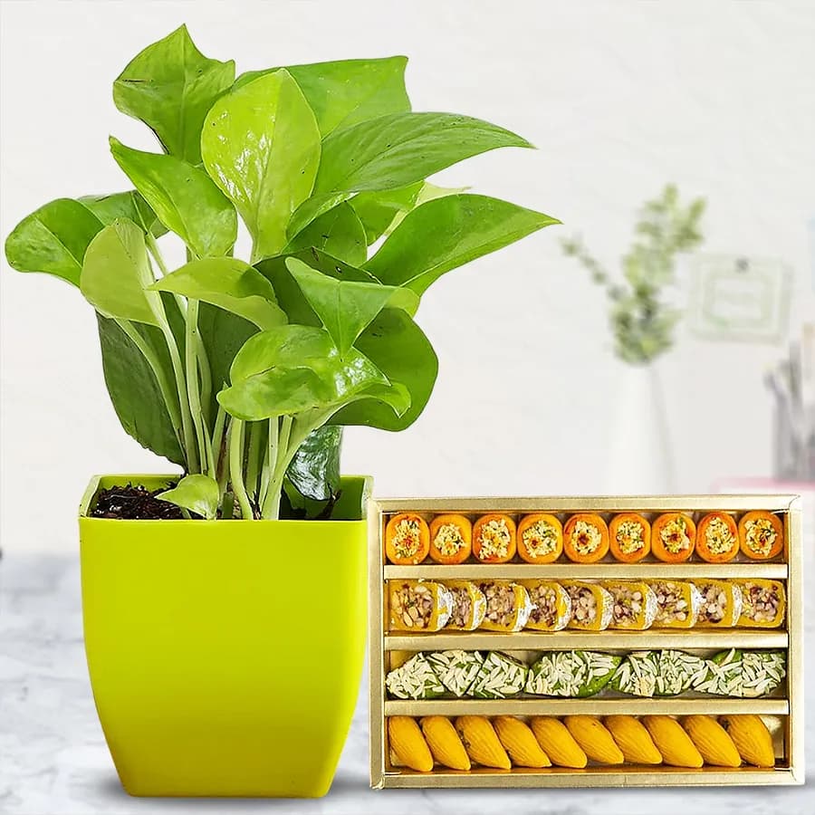 Decorative Gift of Indoor Syngonium Plant with Sweets