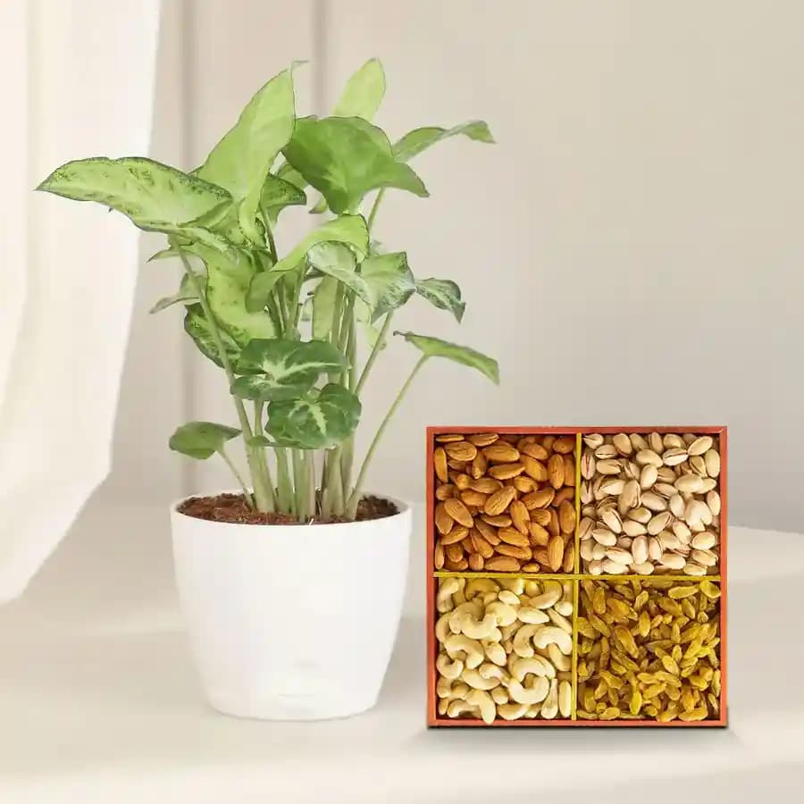 Syngonium Delight with Nutrient-Rich Dry Fruits