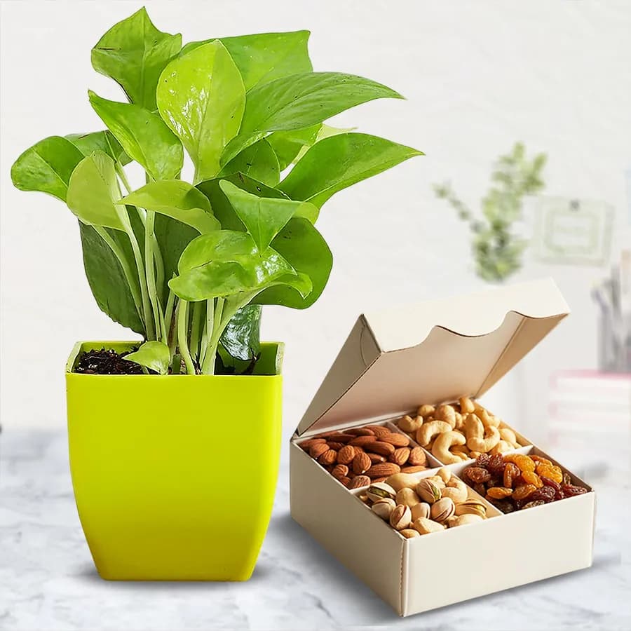 Graceful Syngonium Plant with Assorted Dry Fruits