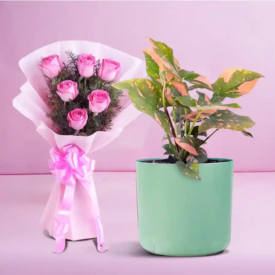 Syngonium Serenity with Blushing Roses