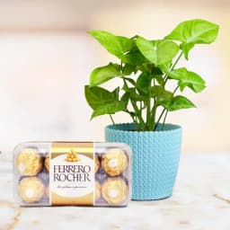 Charming Chocolate & Greenery Delight 1