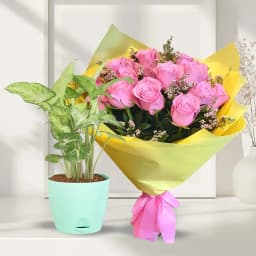 Festive Gift Pack of Potted Syngonium Plant N Chocolates 1