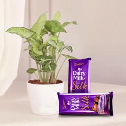 Charming Syngonium & Sweet Treat Duo 1