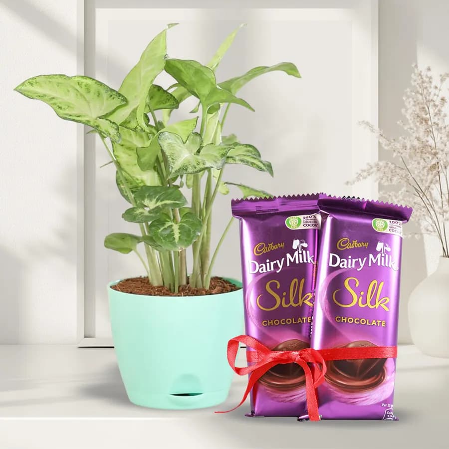 Delicate Combo Gift of Syngonium Plant with Chocolate