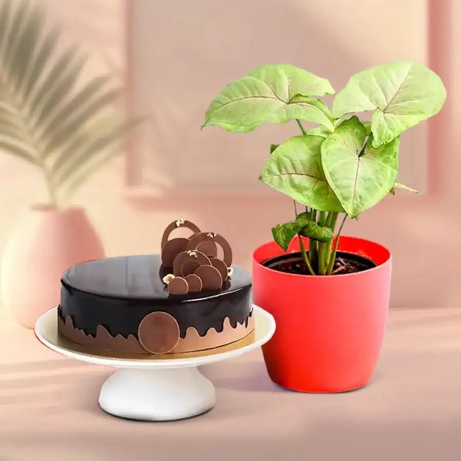 Cheerful Syngonium Delight with Decadent Cake