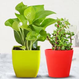 Aesthetic Gift of Indoor Jade Plant N Syngonium Plant in a Pot 1