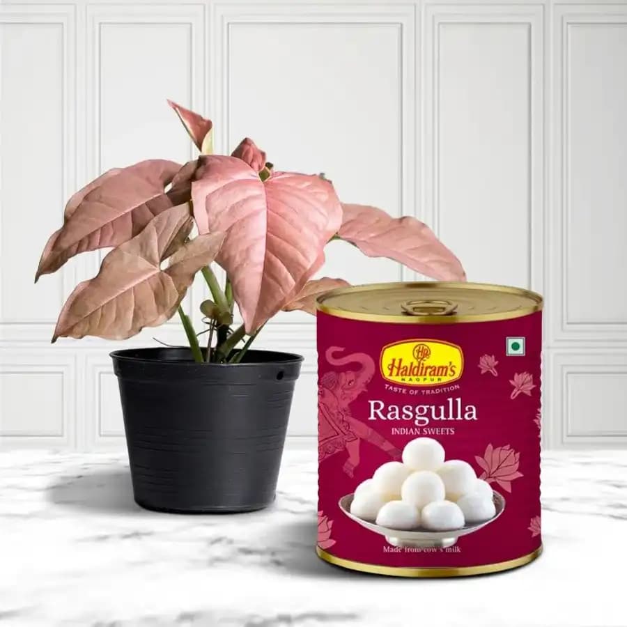 Harmony of Nature and Sweets Gift Set