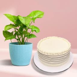 Joyful Syngonium Delight with Vanilla Treat 1