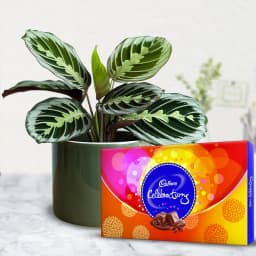 Eye Catching Gift of Maranta Prayer Plant with Chocolates 1