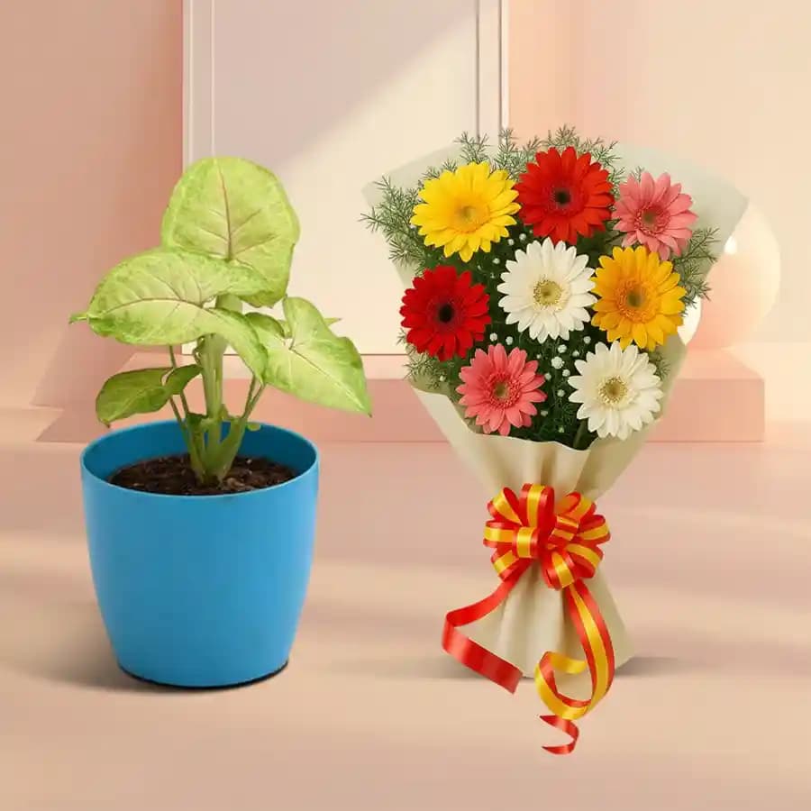 Prayer Plant & Cheerful Gerbera Bouquet
