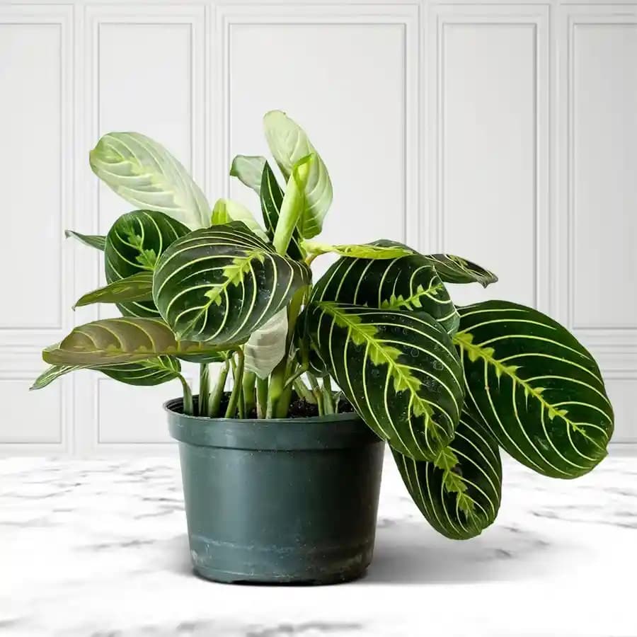 Charming Indoor Prayer Plant Gift
