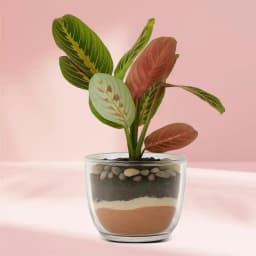 Tranquil Maranta Gift Plant in Elegant Glass 1