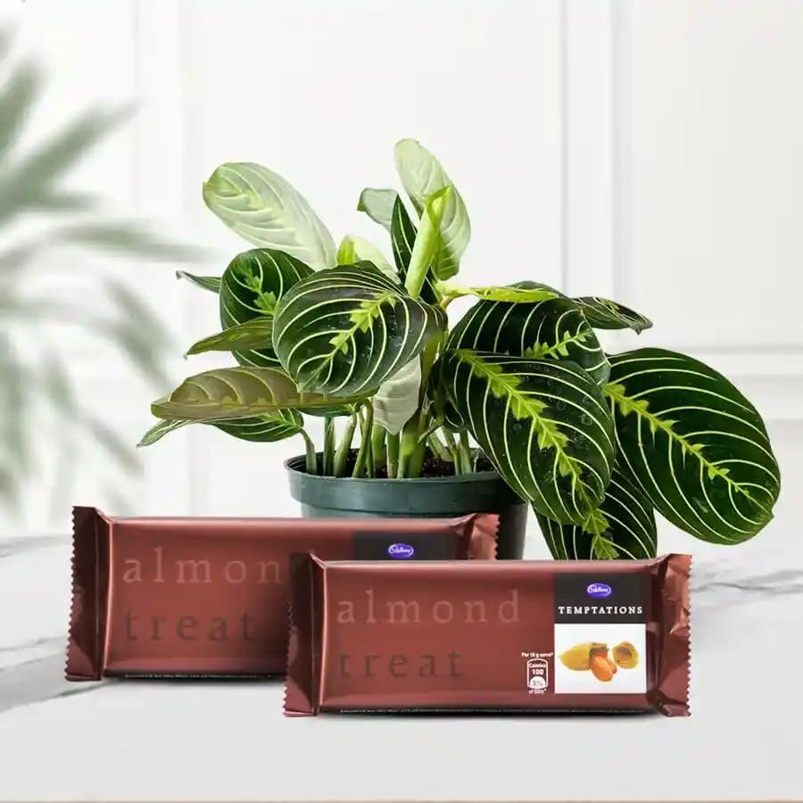 Charming Maranta Plant with Gourmet Chocolates