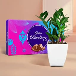Flourish & Indulge: Zamia Plant with Chocolate Treats 1