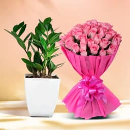 Zamia & Rosy Delight Combo 1