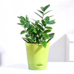 Zamia Plant: Your Green Oasis 1