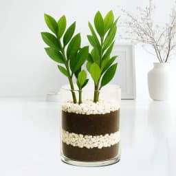 Radiant Zamia in Elegant Glass Container 1
