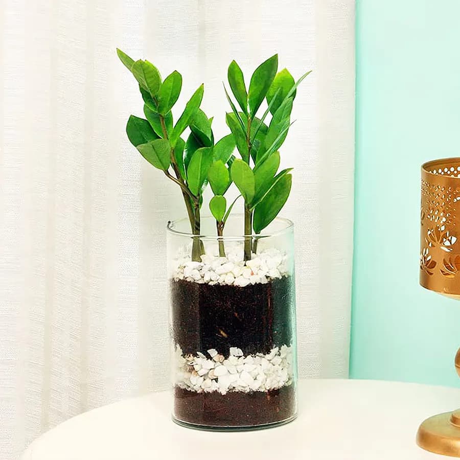 Distinctive Arrangement of Zamia Live Plant in Glass Pot