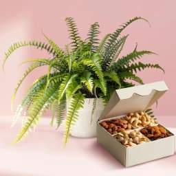 Evergreen Air Purifier Bostern Fern Plant with Mixed Dry Fruits 1