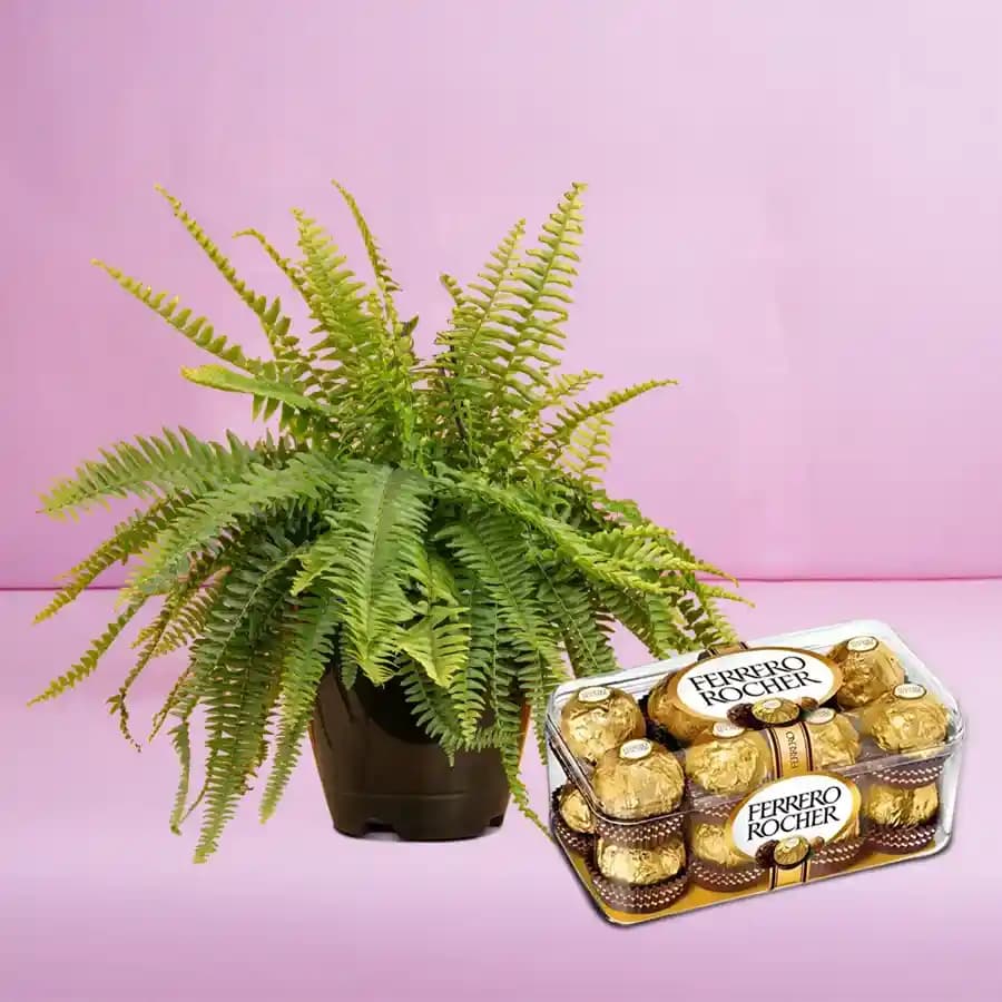 Sophisticated Fern & Chocolate Duo
