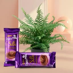 Indoor Bostern Fern & Chocolate Indulgence 1