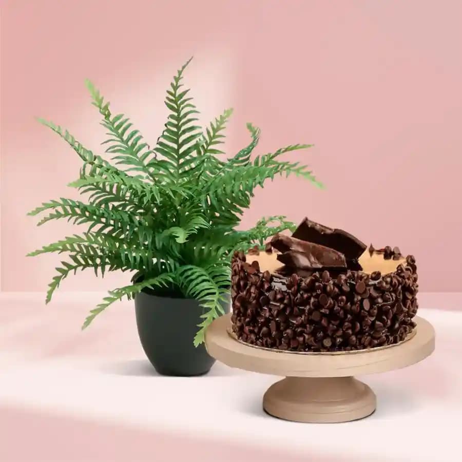 Charming Fern and Decadent Chocolate Duo