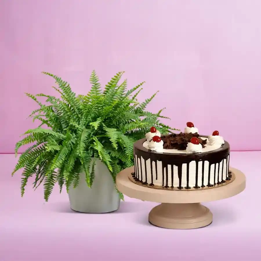 Bostern Fern Delight with Chocolate Indulgence