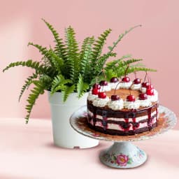 Beautiful Gift of Indoor Air Purifier Plant with Cake 1