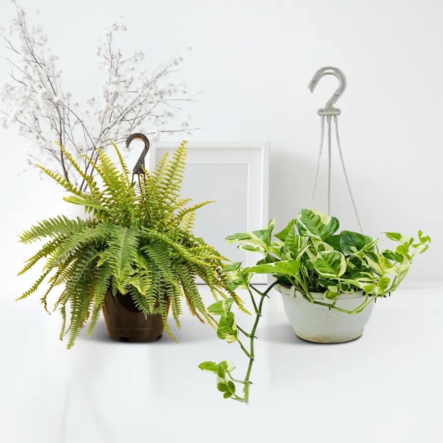 Indoor Oasis: Fern & Money Plant Set