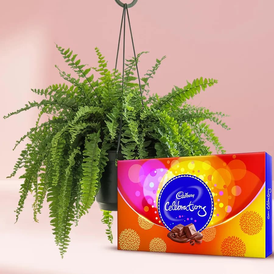 Delightful Hanging Bostern Fern Live Plant N Chocolate Duo