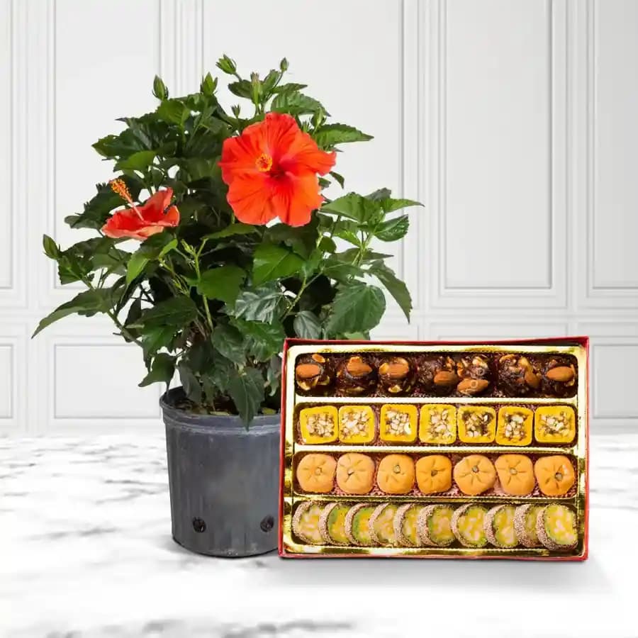 Radiant Hibiscus & Gourmet Goodies Set