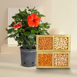 Tropical Hibiscus and Gourmet Nut Snack Pack 1