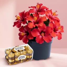Charming Hibiscus & Decadent Chocolates Delight 1
