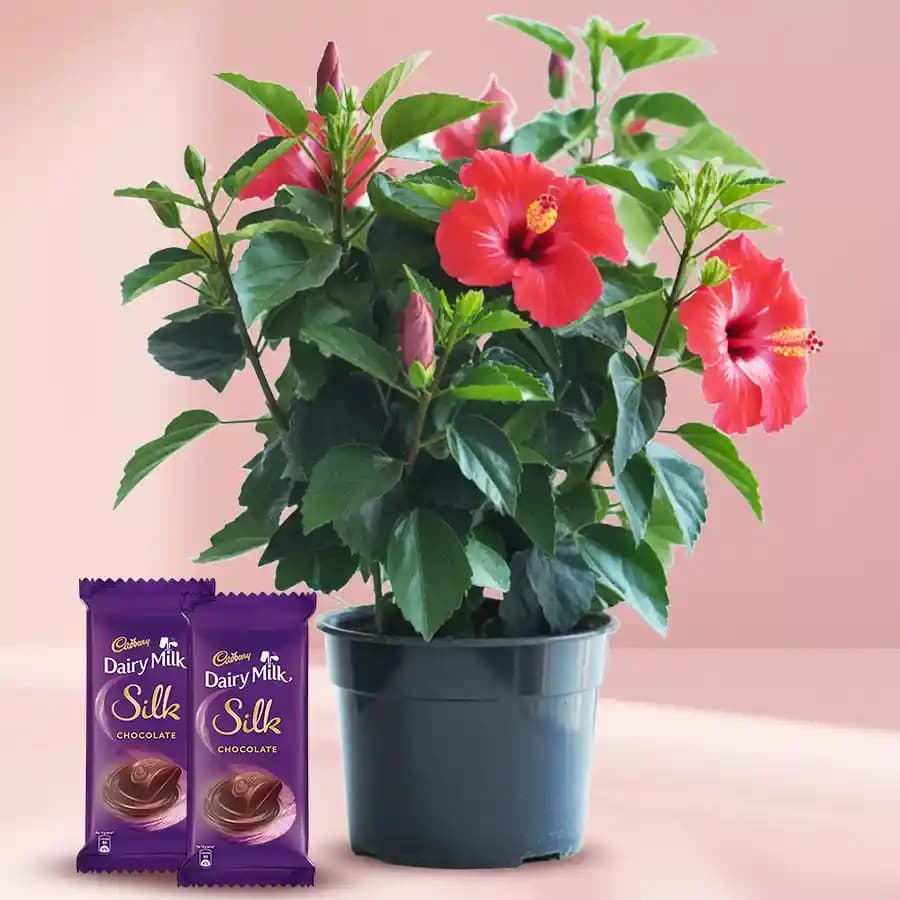 Hibiscus Delight with Chocolate Indulgence