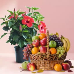 Exquisite Hibiscus Plant with a Bountiful Fruit Basket 1