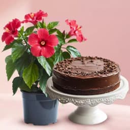 Chocolate Happiness with Vibrant Hibiscus 1