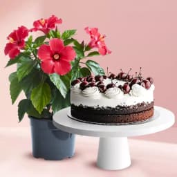 Exotic Blooms with Decadent Delights 1