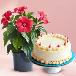 Tropical Bliss Delight 1