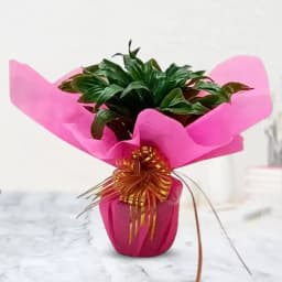 Two-Tiered Bamboo Serenity 1