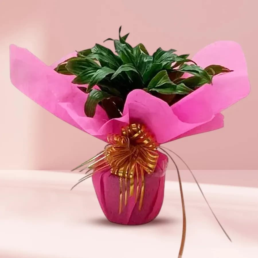 Lucky 2 Tire Bamboo Plant with Tissue Wrap