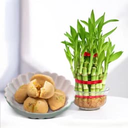 Jolbhora Sandesh from Balaram Mullick with Lucky Bamboo Plant 1