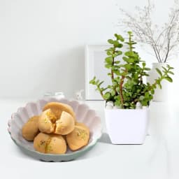 Jolbhora Sandesh from Balaram Mullick with a Jade Plant 1