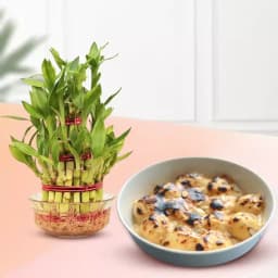 Baked Rasgulla from Balaram Mullick with Lucky Bamboo Plant 1