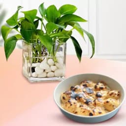 Baked Rasgulla from Balaram Mullick with Money Plant 1