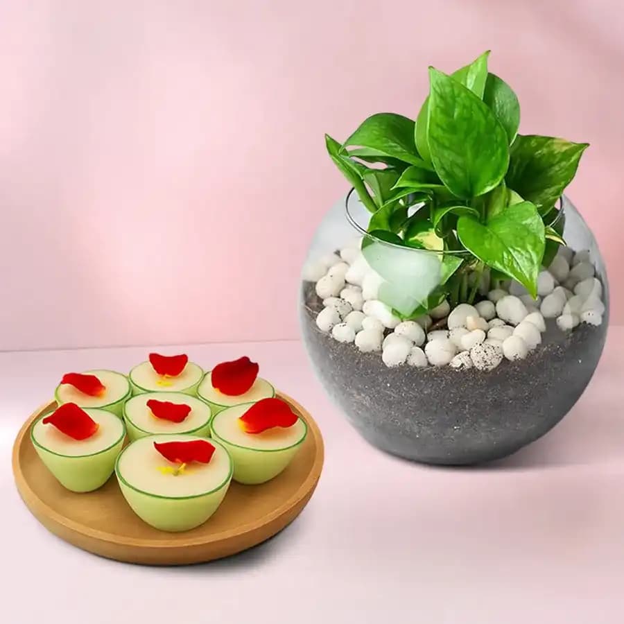 Daab Sandesh from Balaram Mullick with Money Plant